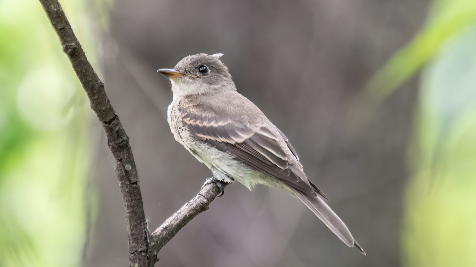 Eastern Wood Pewee
