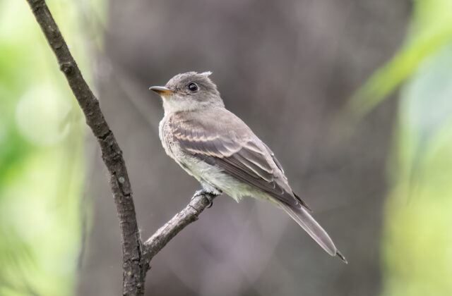 Eastern Wood Pewee