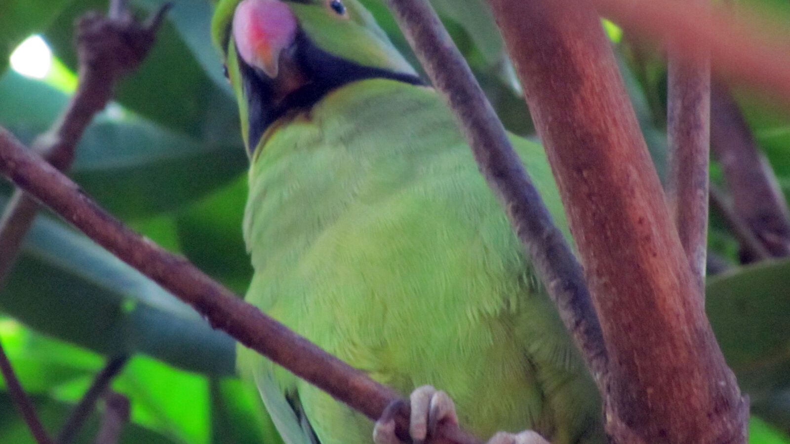 Echo Parakeet
