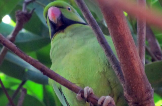 Echo Parakeet