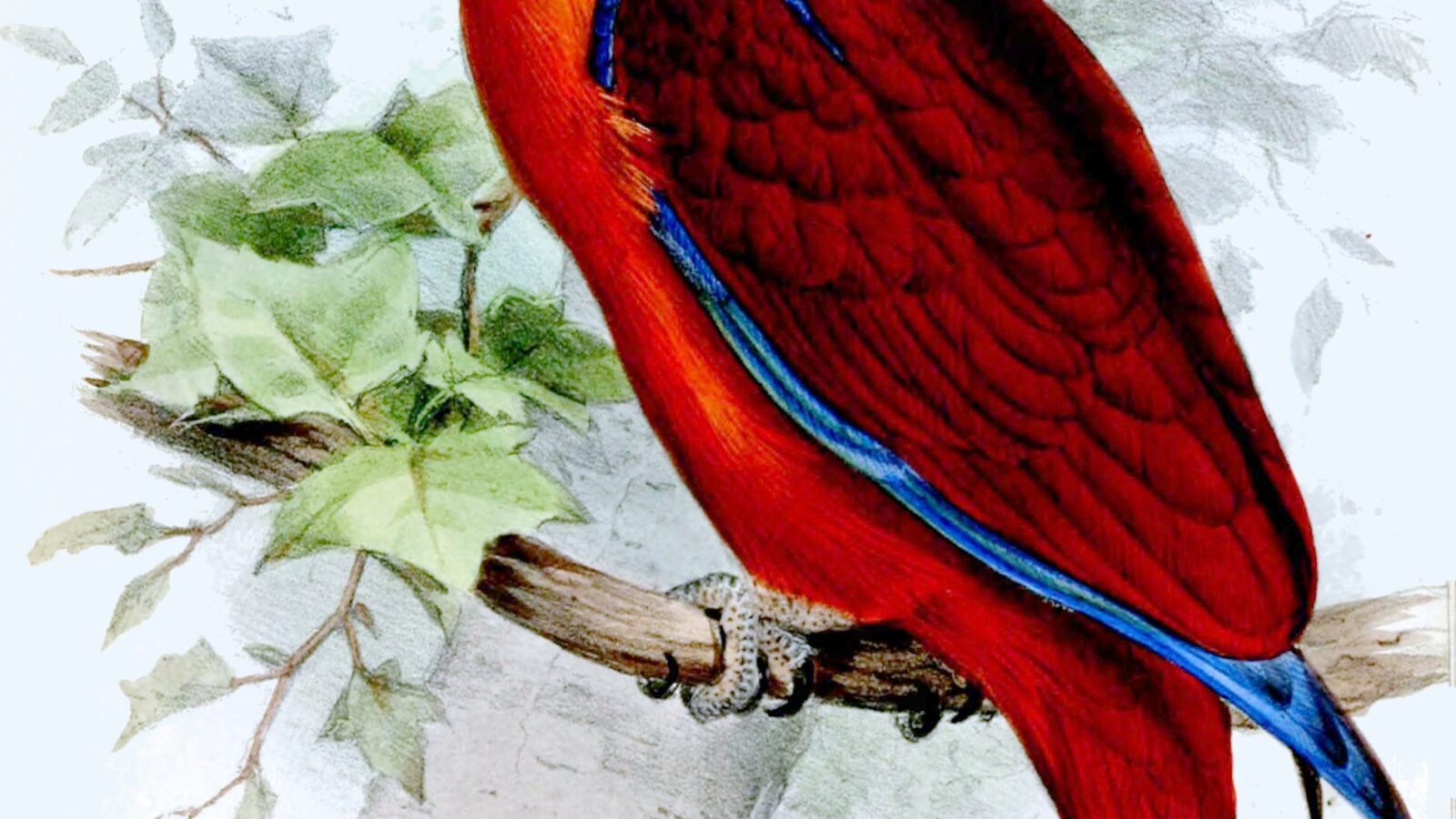 Sumba Eclectus
