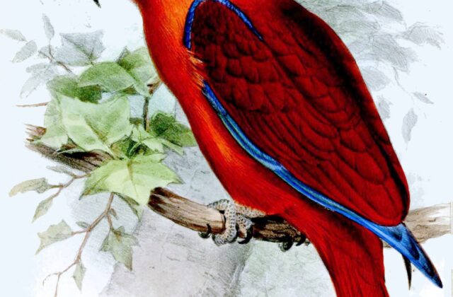 Sumba Eclectus