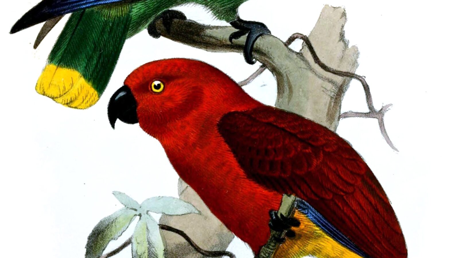 Tanimbar Eclectus