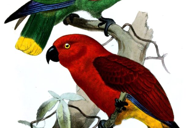 Tanimbar Eclectus