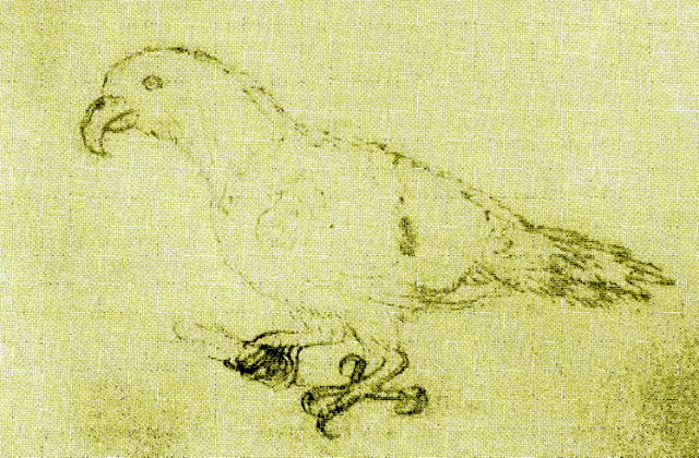 Oceanic Eclectus