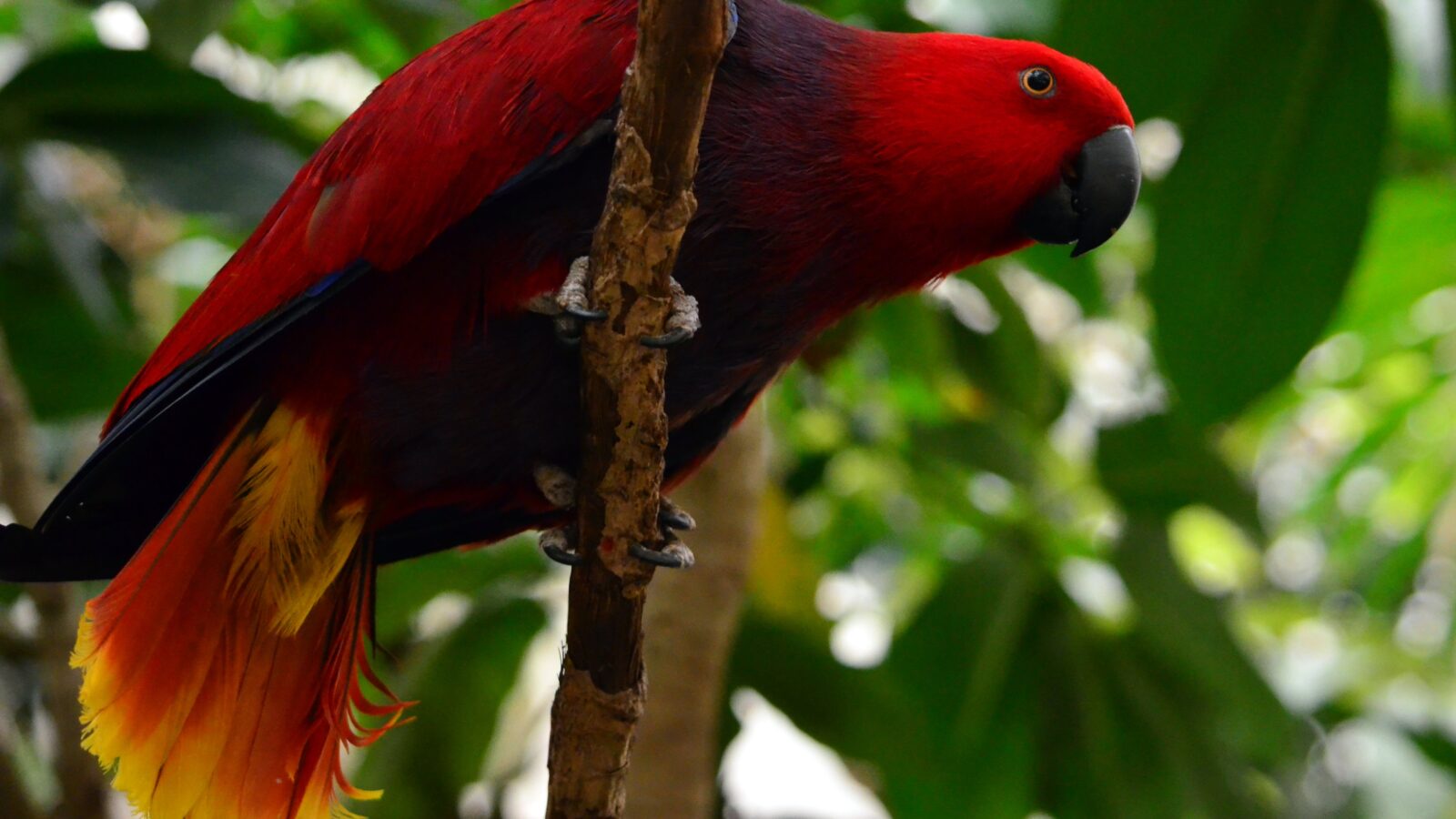 Moluccan Eclectus