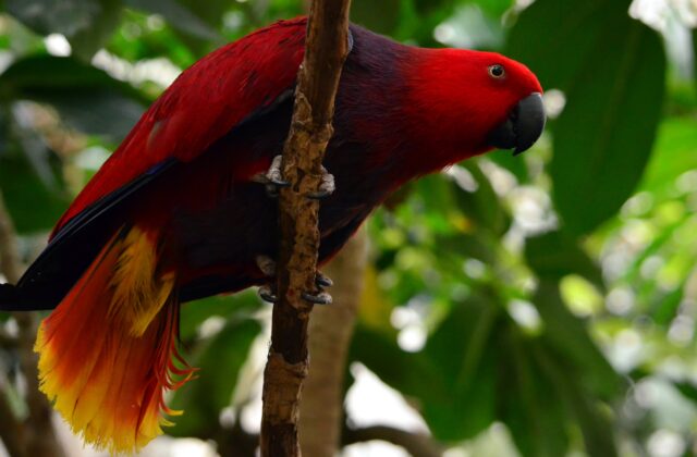 Moluccan Eclectus