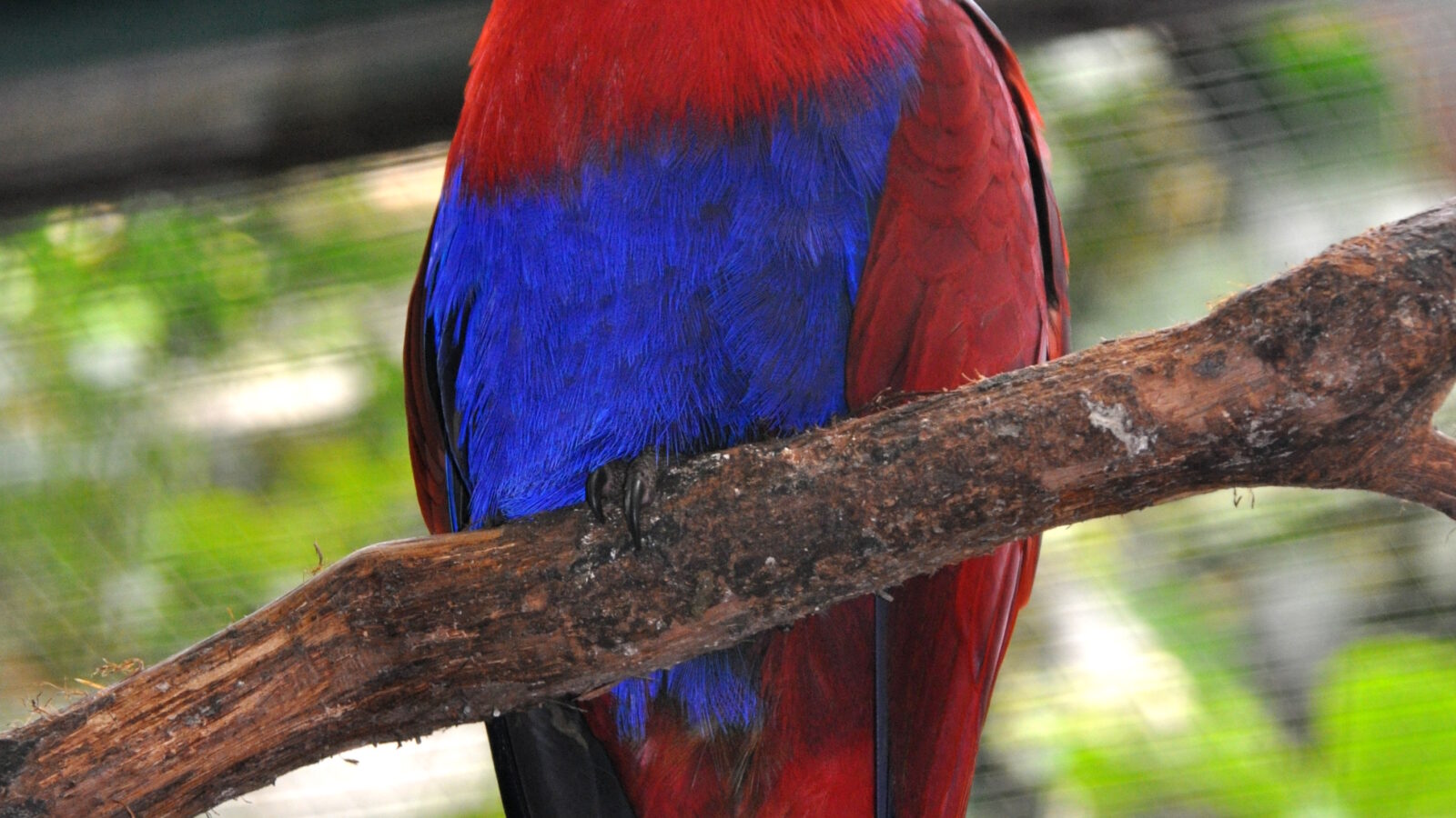 Papuan Eclectus