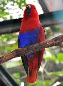 Papuan Eclectus