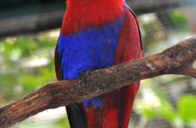 Papuan Eclectus