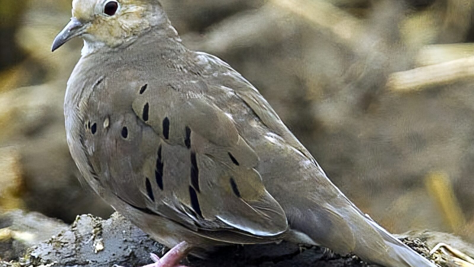 Ecuadorian Ground Dove