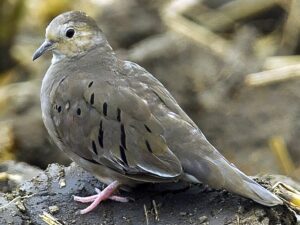 Ecuadorian Ground Dove