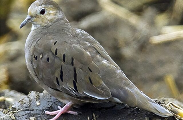 Ecuadorian Ground Dove