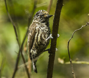 Ecuadorian Piculet