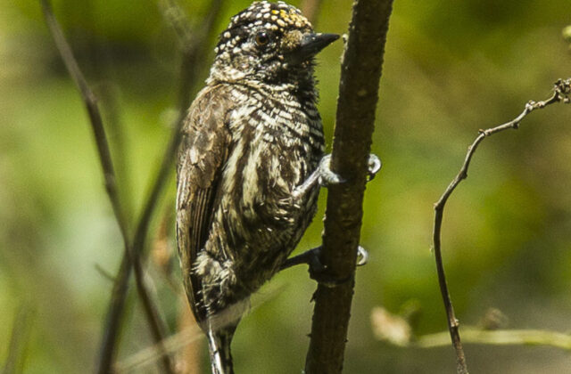 Ecuadorian Piculet