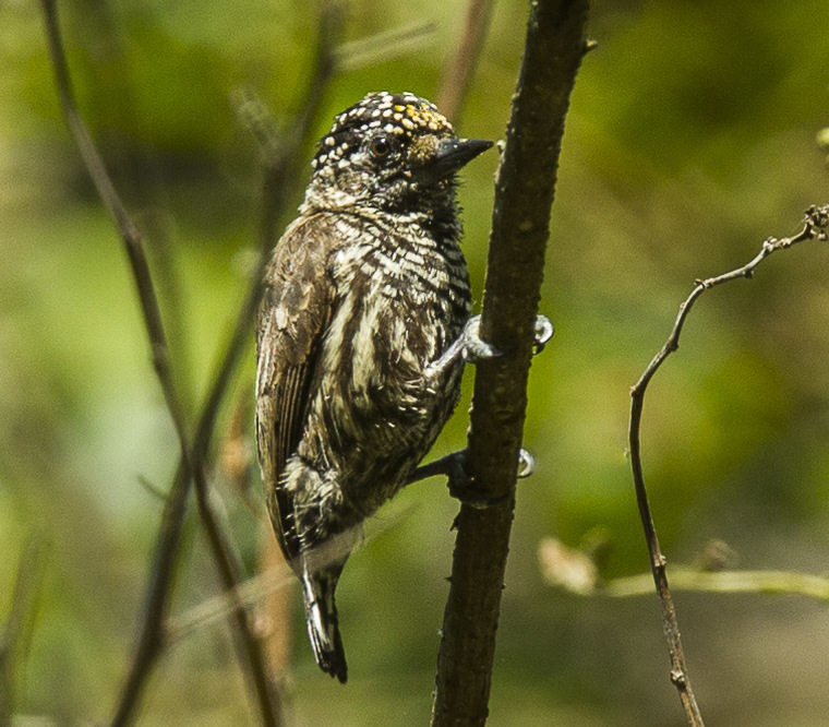 Ecuadorian Piculet