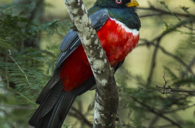 Ecuadorian Trogon