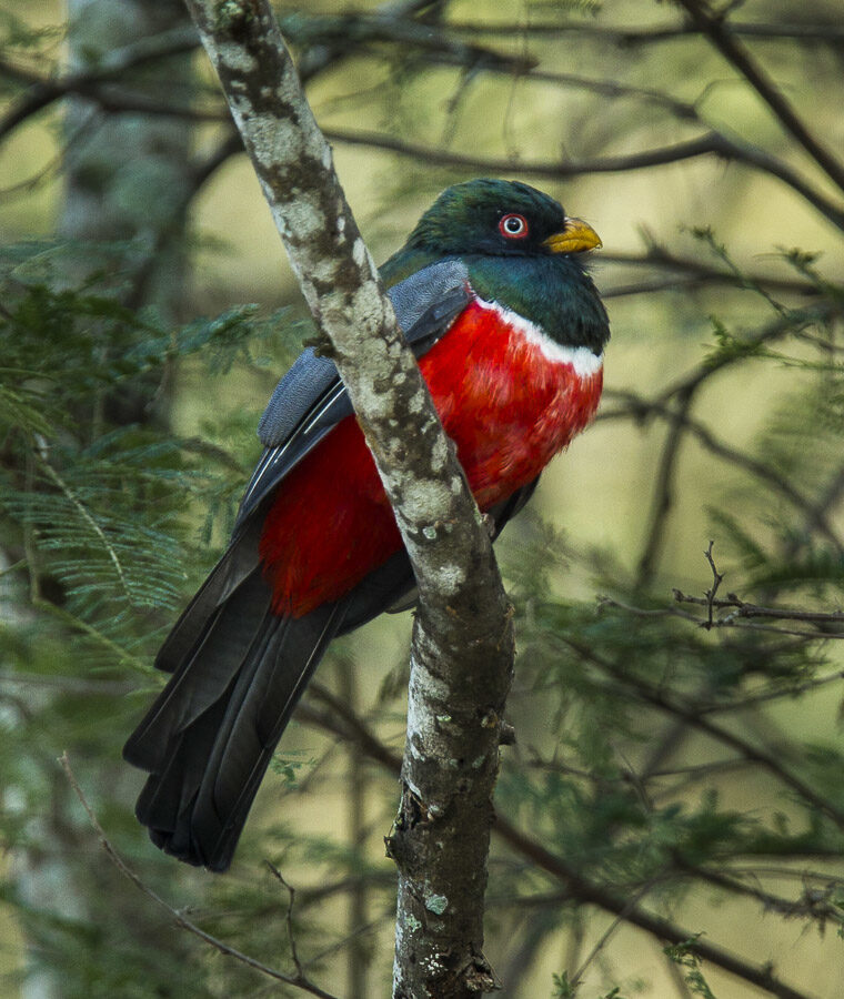 Ecuadorian Trogon