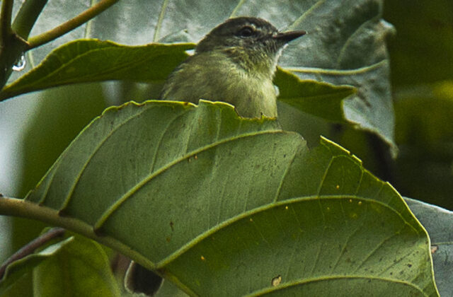 Ecuadorian Tyrannulet