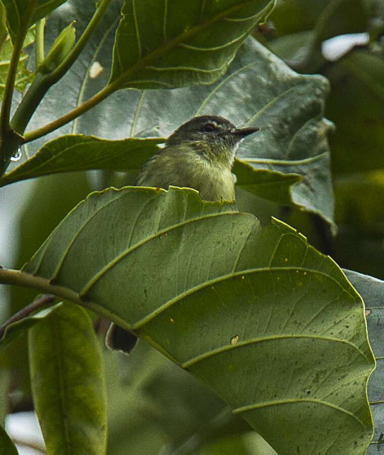 Ecuadorian Tyrannulet