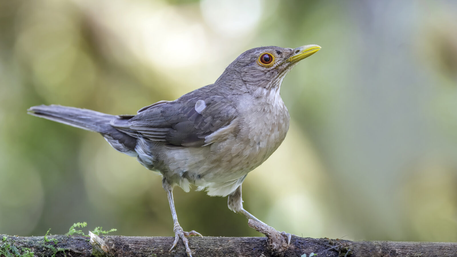 Ecuadorian Thrush