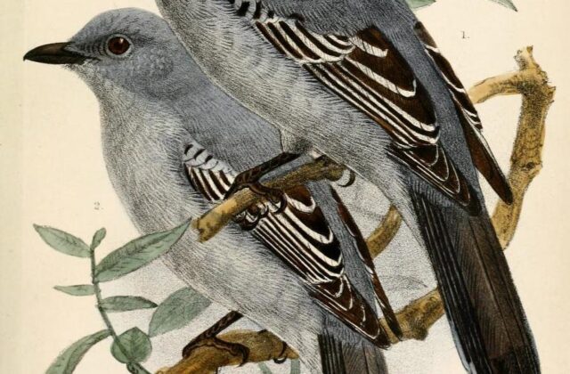 Pale Cicadabird