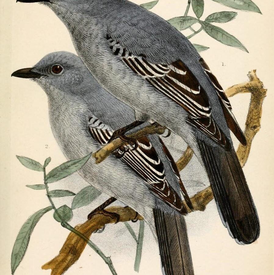 Pale Cicadabird