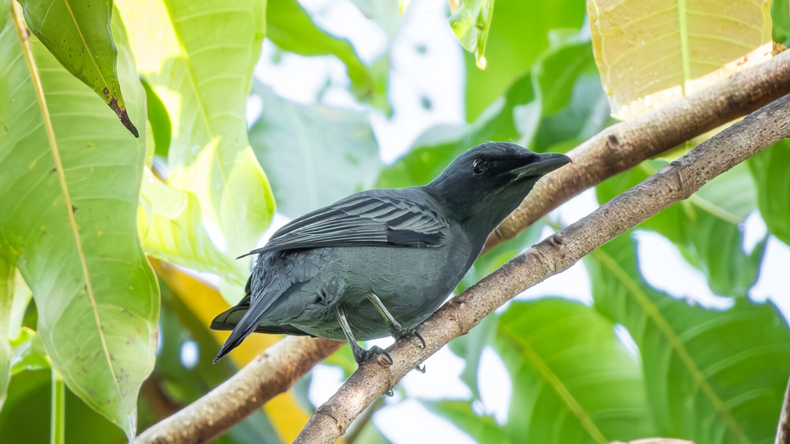 North Moluccan Cicadabird