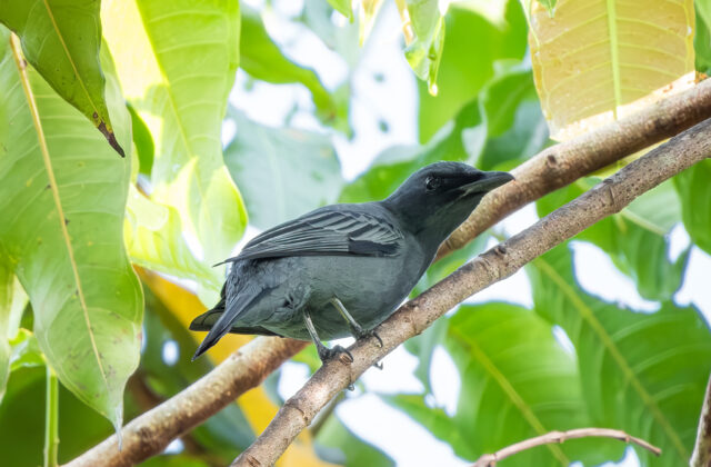 North Moluccan Cicadabird
