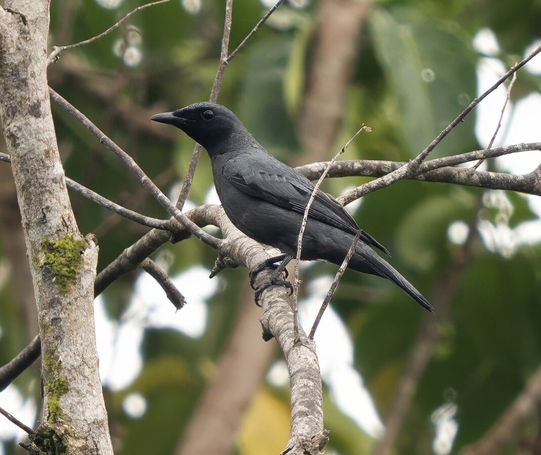 Banggai Cicadabird
