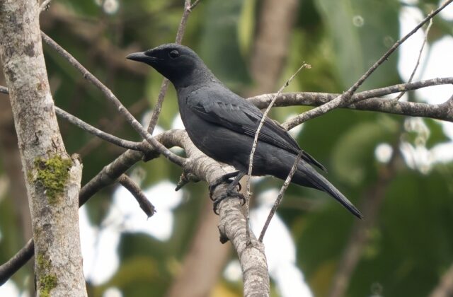 Banggai Cicadabird