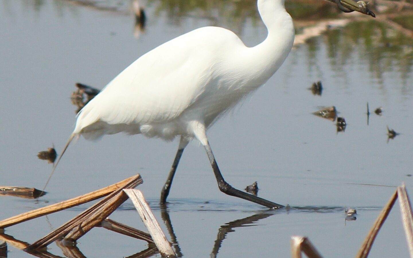 Medium Egret
