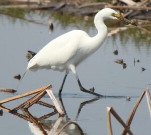 Medium Egret