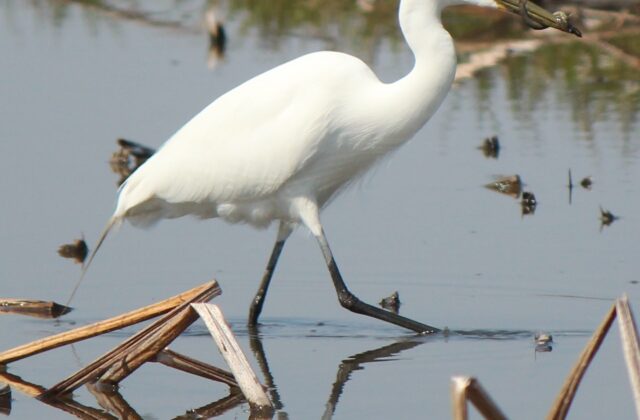 Medium Egret