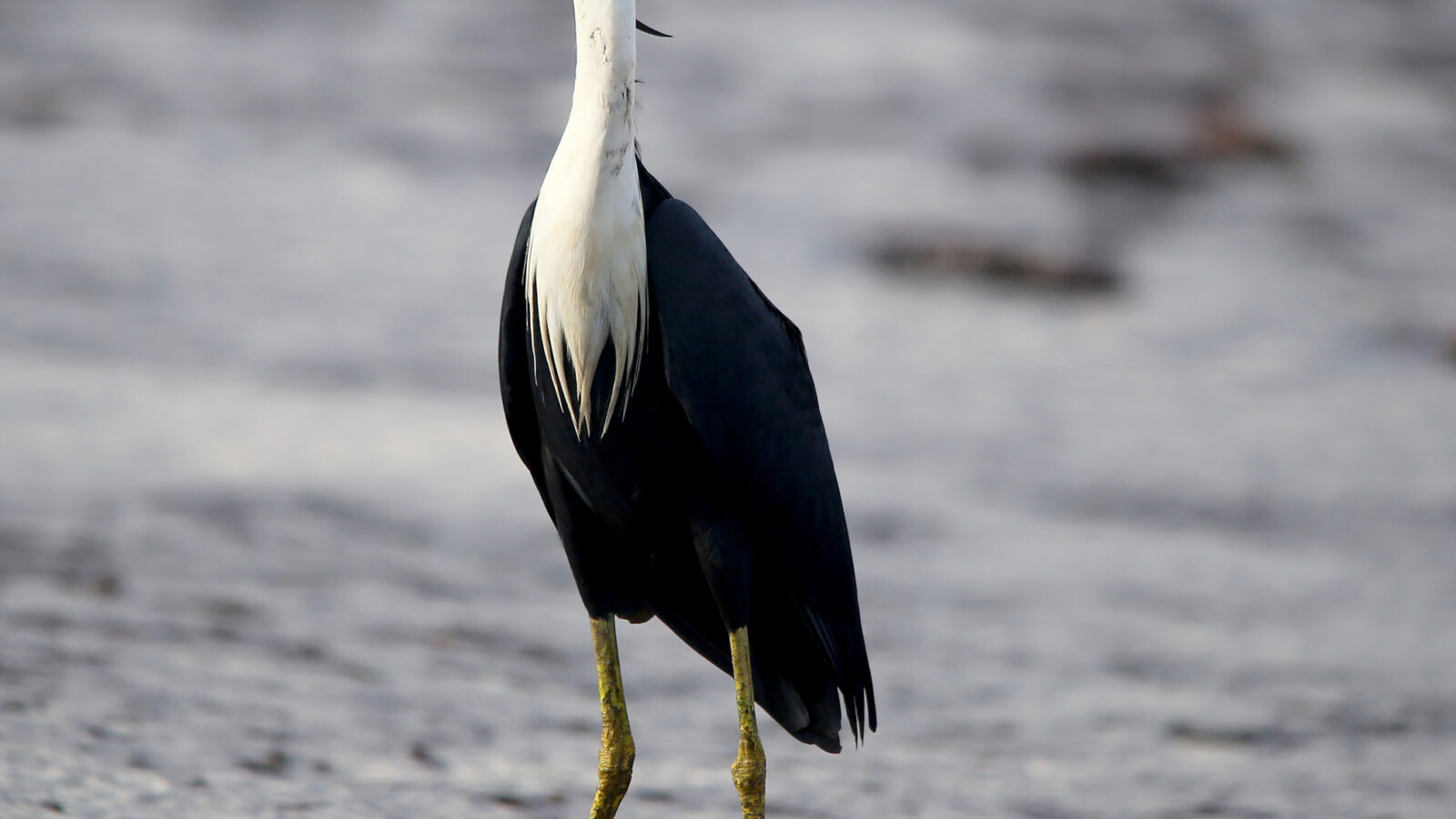 Pied Heron