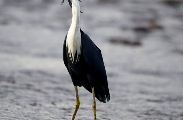Pied Heron