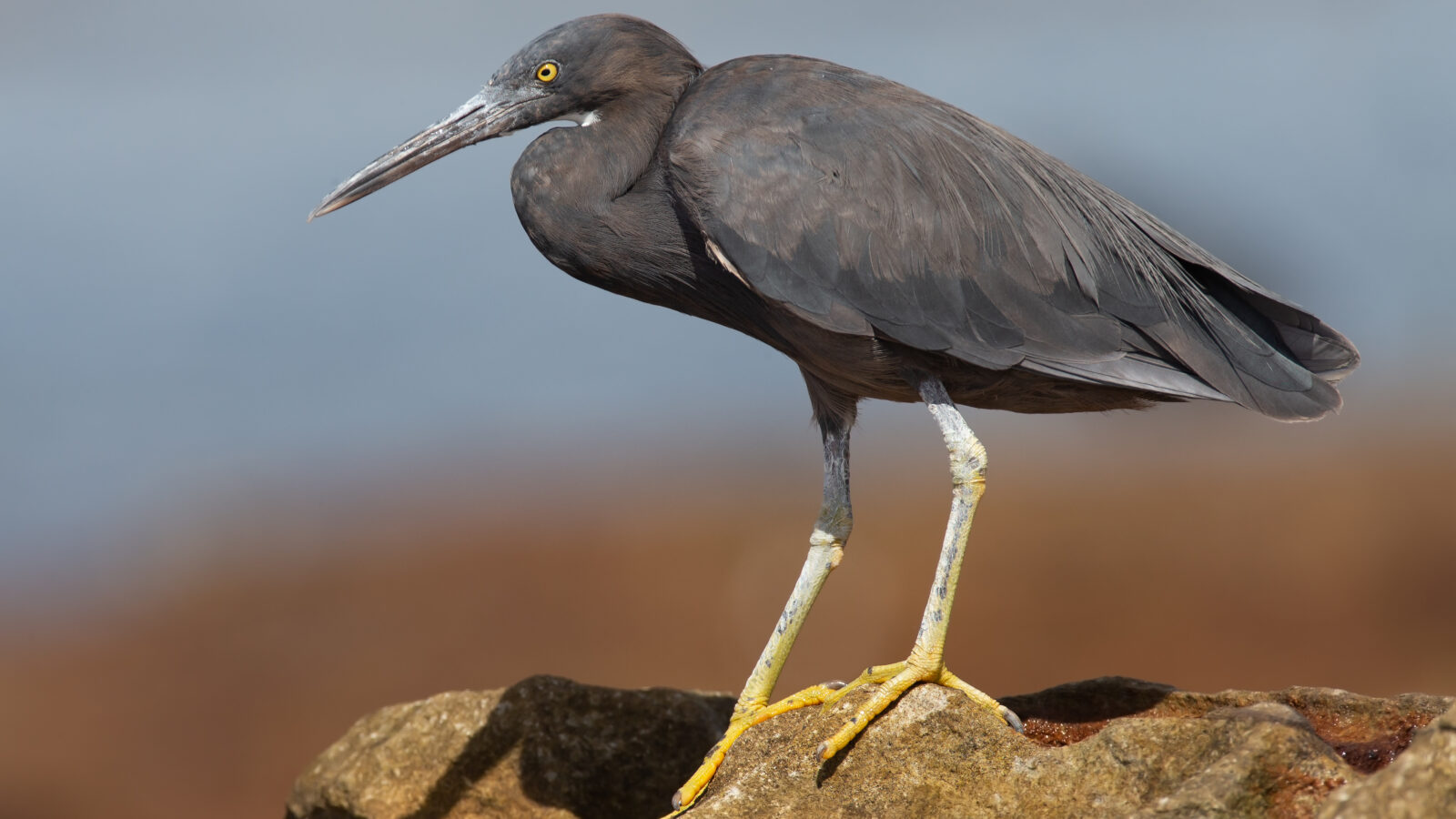 Pacific Reef Heron