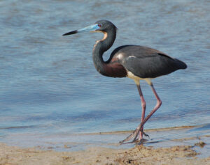Tricolored Heron