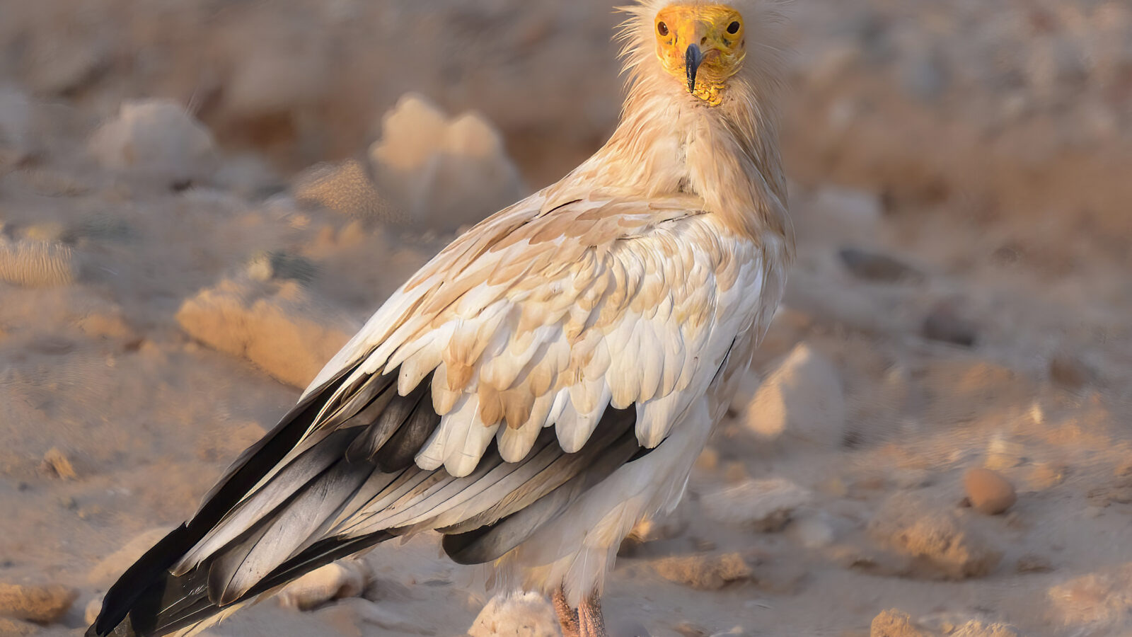 Egyptian Vulture