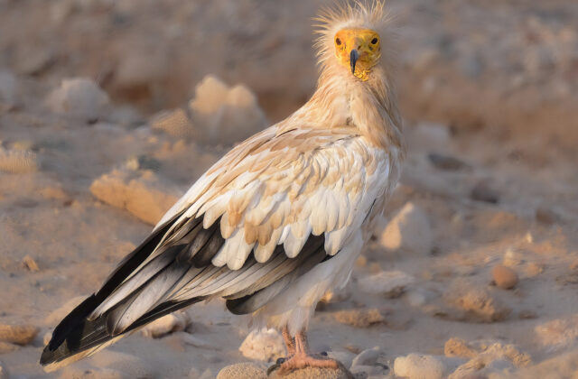 Egyptian Vulture