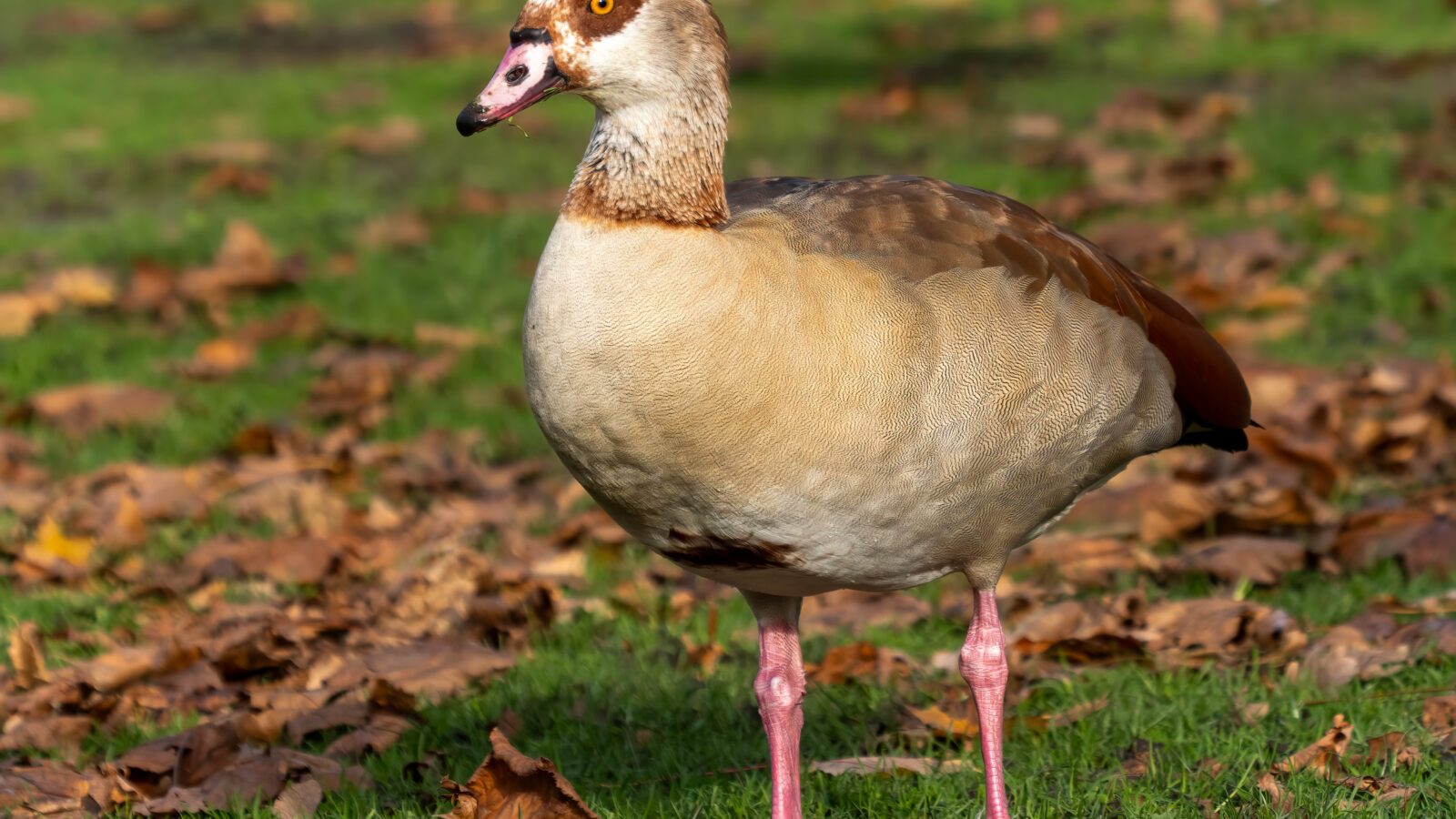 Egyptian Goose
