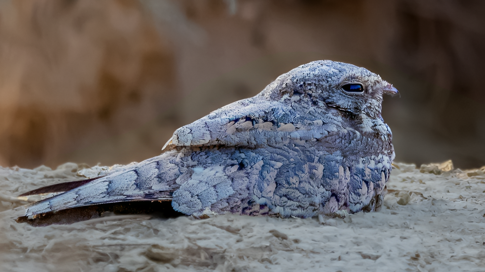 Egyptian Nightjar