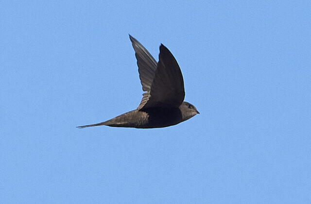 Plain Swift