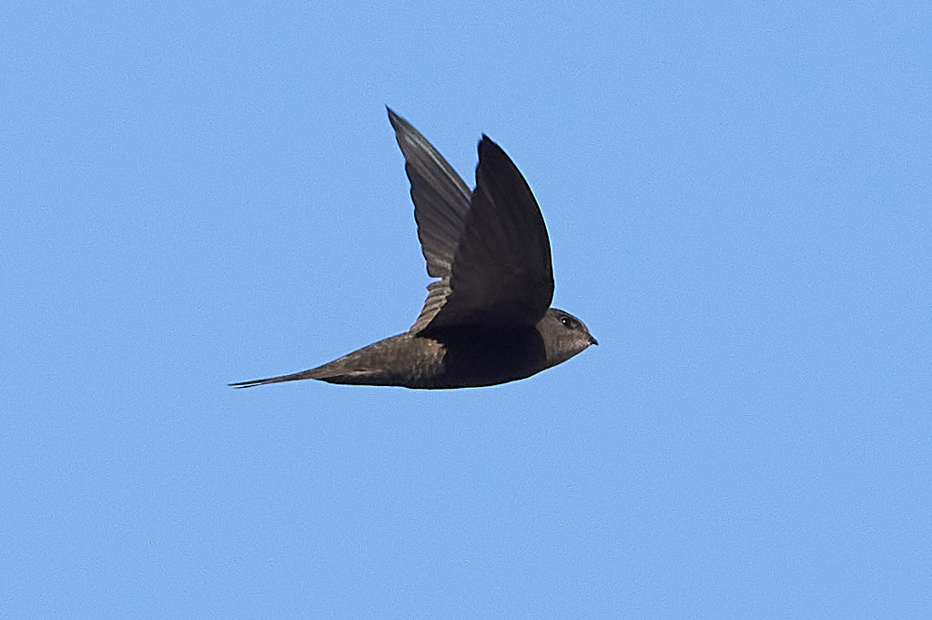 Plain Swift