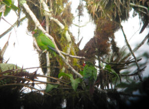 El Oro Parakeet