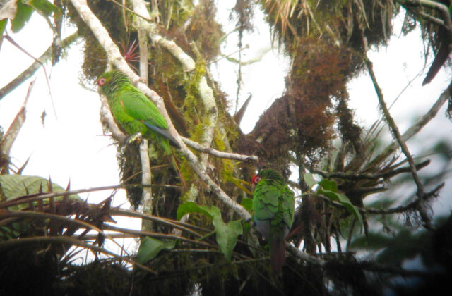 El Oro Parakeet