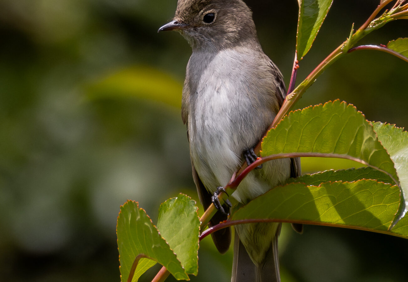 Chilean Elaenia