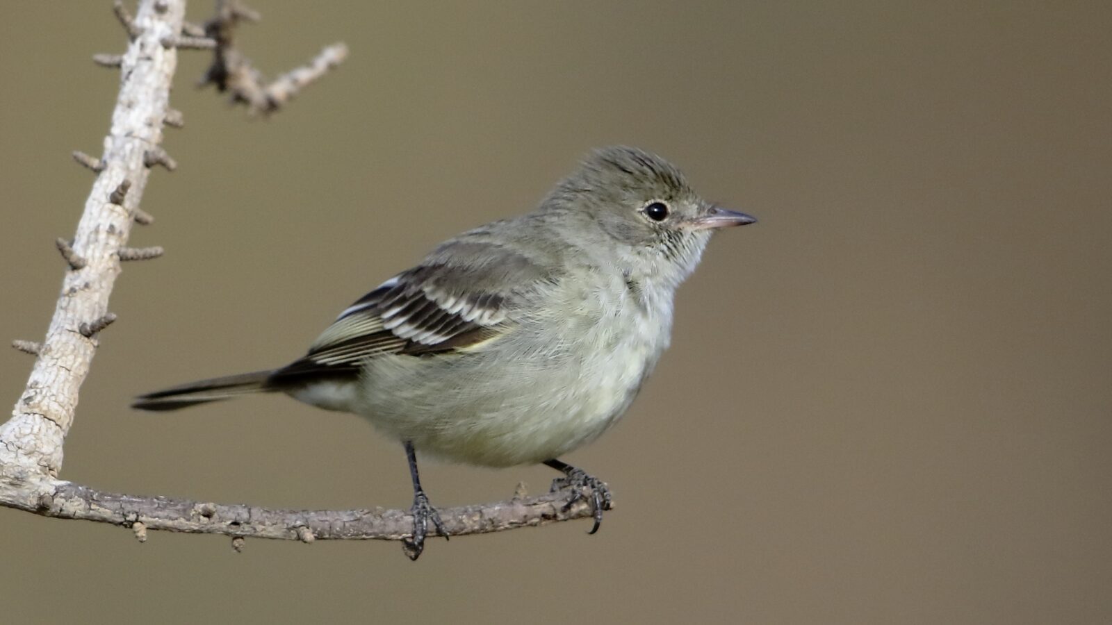Lesser Elaenia