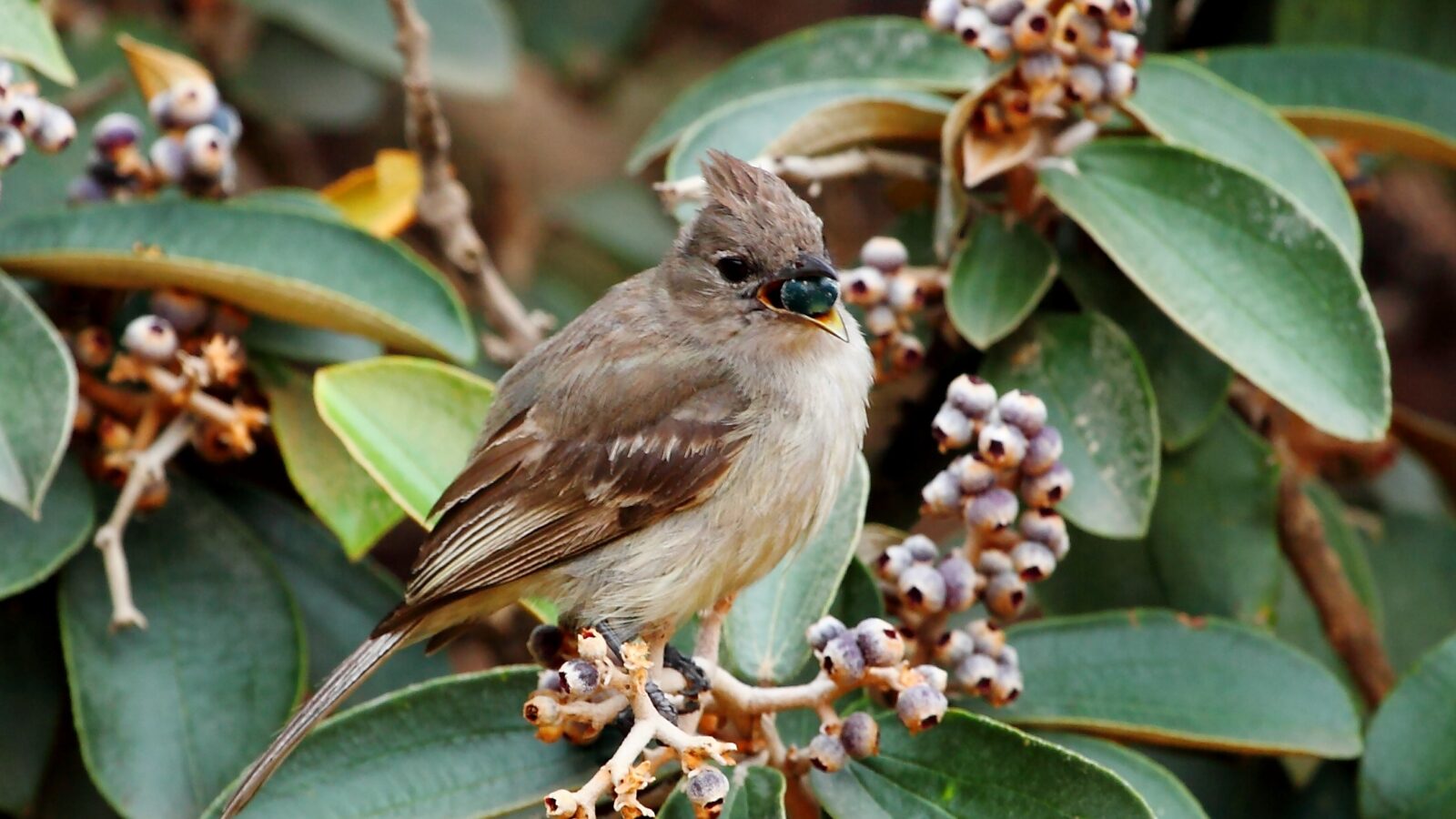 Plain-crested Elaenia