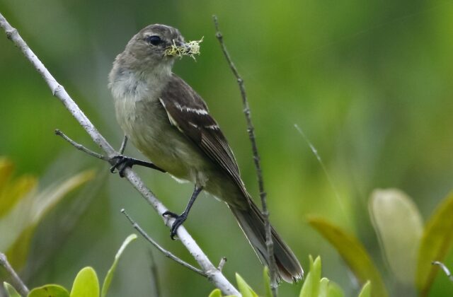 Small-headed Elaenia
